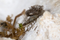 Une larve de Chrysope (Neuroptre - Chrysopidae - Pseudomallada sp.)